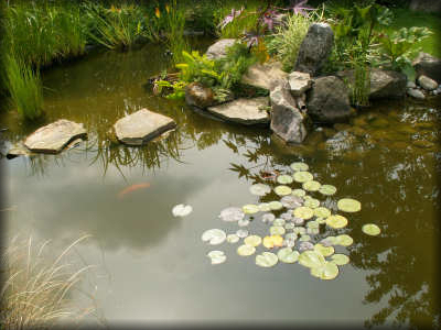Jardin_marais_2007_bassin